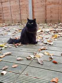 Lost Cat