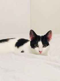 Lost Cat