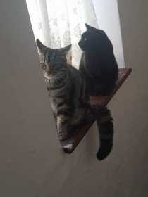 Lost Cat