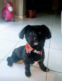 Lost Dog