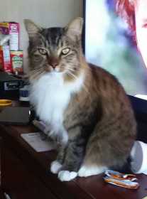 Lost Cat