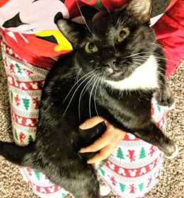 Lost Cat