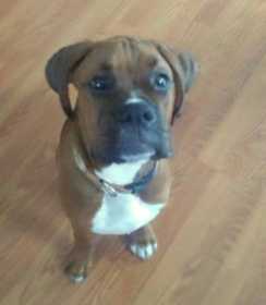 Lost Dog