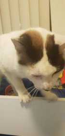 Lost Cat