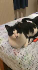 Lost Cat
