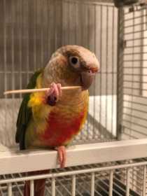 Lost Conure