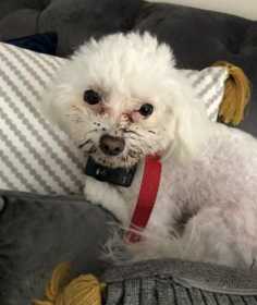 Lost Dog