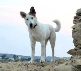 Lost Dog