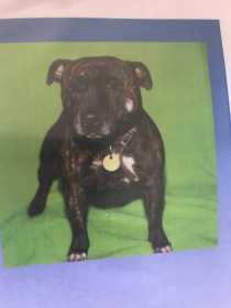 Lost Dog