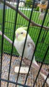 Lost Cockatiel