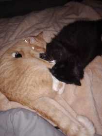 Lost Cat