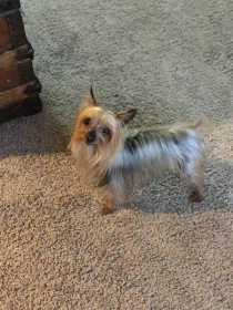 Lost Dog