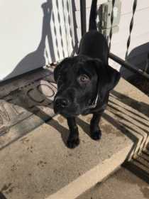 Lost Dog