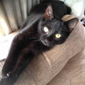 Lost Cat