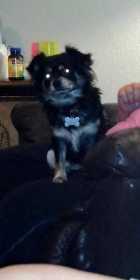 Lost Dog
