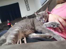 Lost Cat