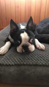 Lost Dog