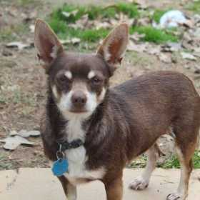 Lost Dog