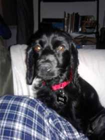 Lost Dog