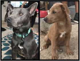 Lost Dog