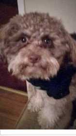 Lost Dog