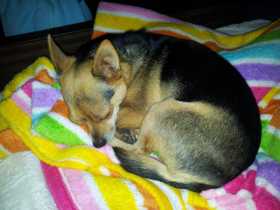 Lost Dog