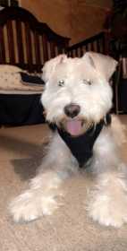 Lost Dog