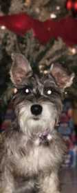 Lost Dog