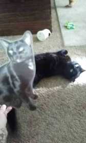 Lost Cat