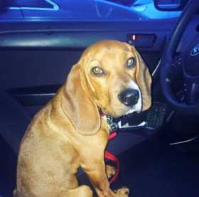 Lost Dog