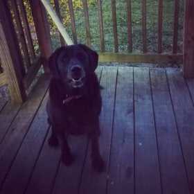 Lost Dog