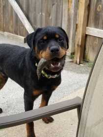 Lost Dog