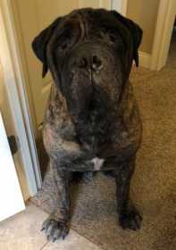 Lost Dog