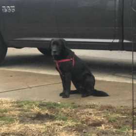 Lost Dog