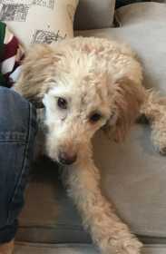 Lost Dog