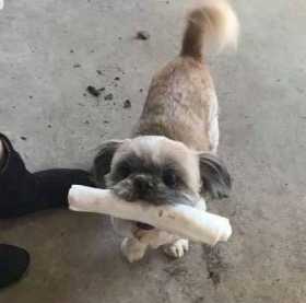 Lost Dog