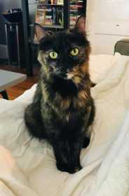 Lost Cat