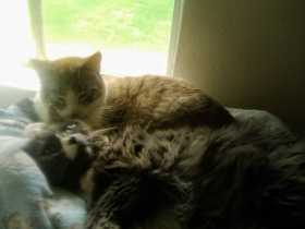Lost Cat