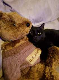 Lost Cat