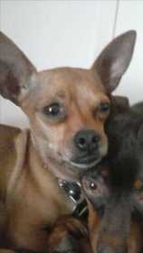 Lost Dog