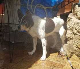 Lost Dog