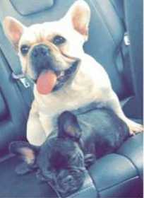 Lost Dog