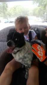 Lost Dog