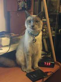 Lost Cat