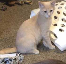 Lost Cat
