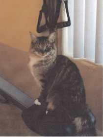 Lost Cat