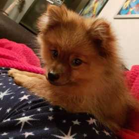 Lost Dog