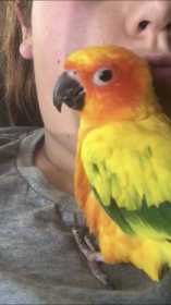 Lost Conure