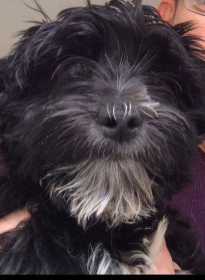 Lost Dog