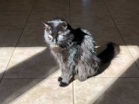 Lost Cat